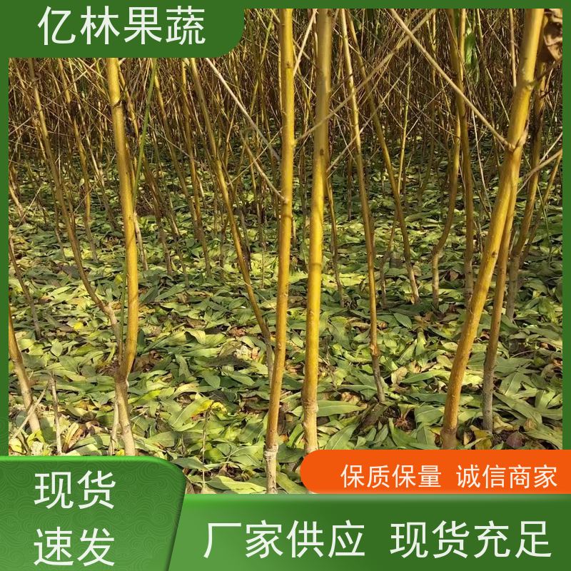 亿林苗木 晚熟桃树苗 嫁接技术指导 抗寒能力强 基地直发
