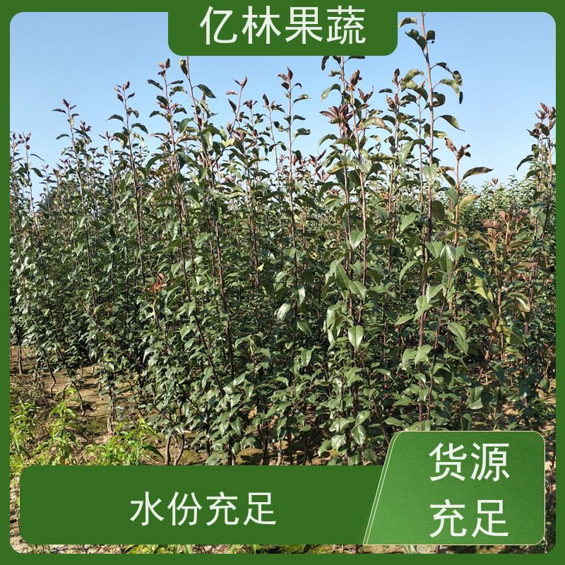 亿林苗木 冬桃苗 嫁接技术指导 抗寒能力强 易栽培桃树苗