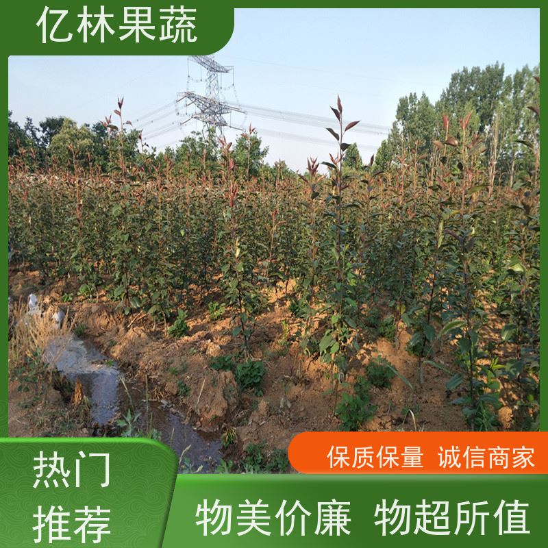 亿林苗木 桃树苗 三公分现挖现发 品种齐全 果实饱满味道好