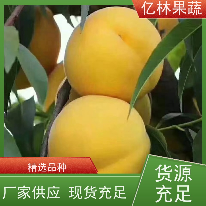 亿林苗木 油桃苗 桃树果苗批发 自家园林 根系饱满成活率高
