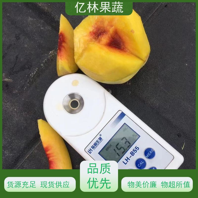 亿林苗木 冬桃苗 园林绿化果树苗 抗寒能力强 果实饱满味道好