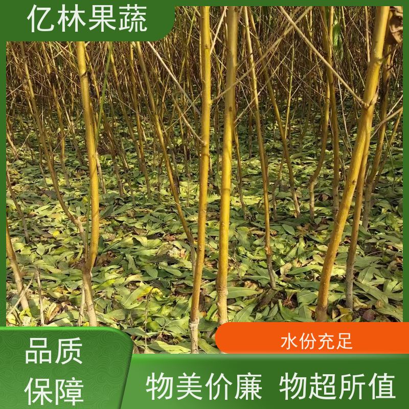 亿林苗木 黄桃苗 园林绿化果树苗 抗寒能力强 根系饱满成活率高