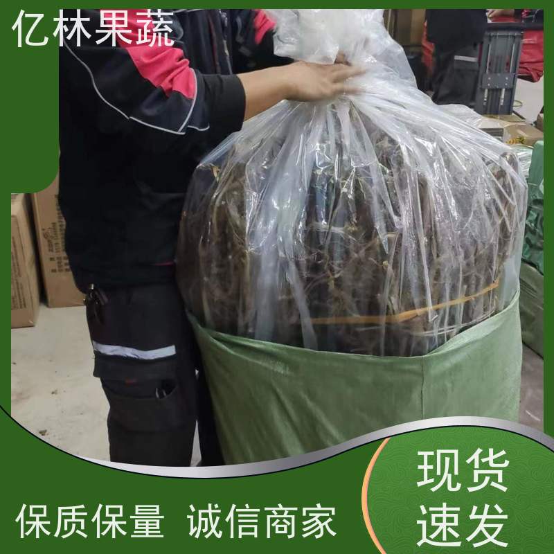 亿林苗木 秋彤桃 晚熟品种桃 口感脆甜 果实饱满味道好