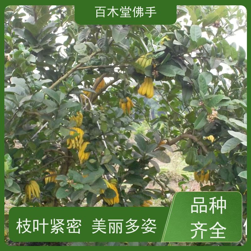 百木堂 万 州佛手 产量高 用途广泛 用于室内外盆景