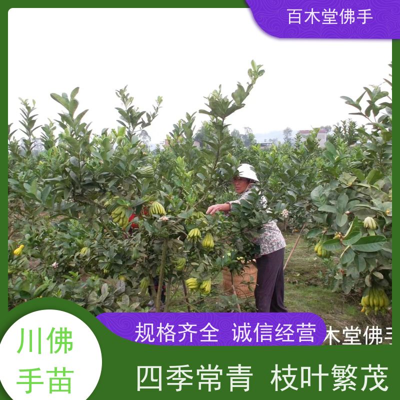 百木堂 四 川佛手苗 观赏植物 附加值高 生长迅速