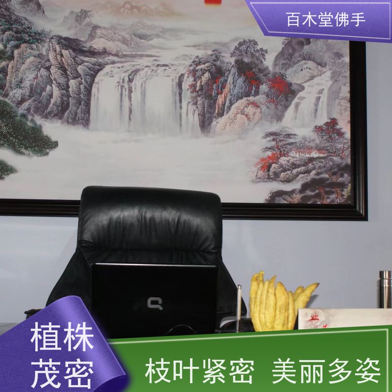 百木堂 四 川佛手苗 观赏植物 附加值高 用于室内外盆景