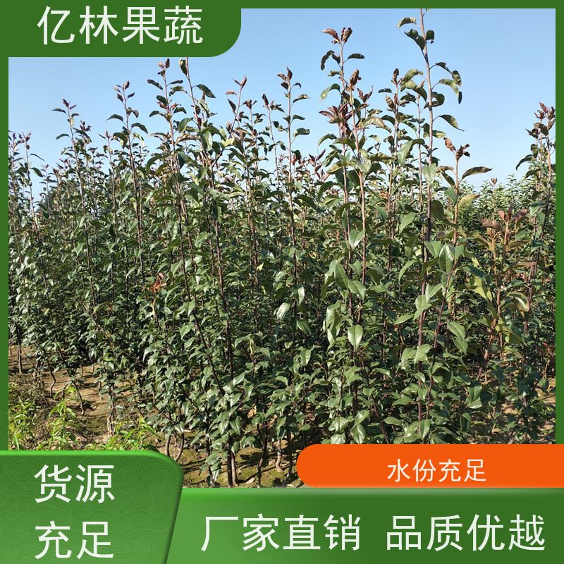 基地供应 冬桃苗 晚熟品种桃 口感脆甜 易栽培桃树苗