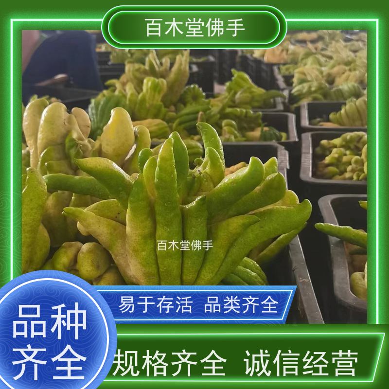 百木堂 川佛手 枝叶紧密 美丽多姿 城市景观绿化树 