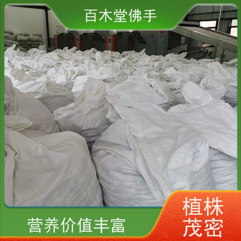 百木堂 广佛手 观赏植物 附加值高 园林景区栽植