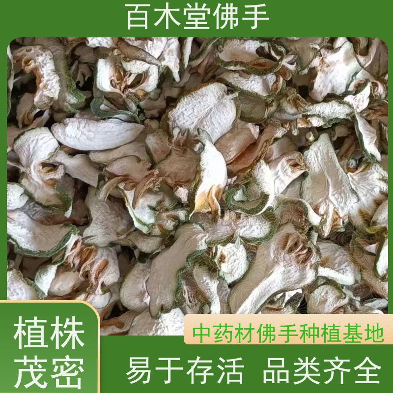 百木堂 川佛手 适用性强 规格齐全 道路绿化行道苗