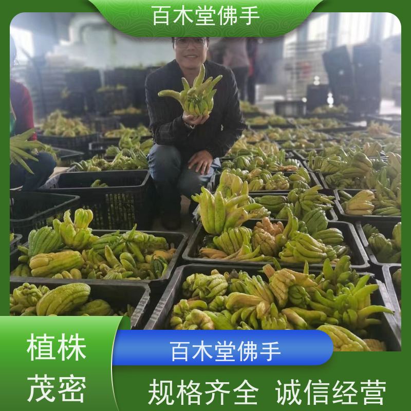 百木堂 金 佛手 树形丰富 成活率高 种苗基地直供
