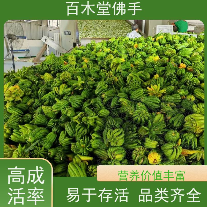 百木堂 金 佛手 生长环境适应性强 种苗基地直供