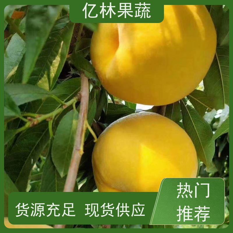 亿林苗木 秋彤桃 特产果树桃幼苗 根系饱满成活率高