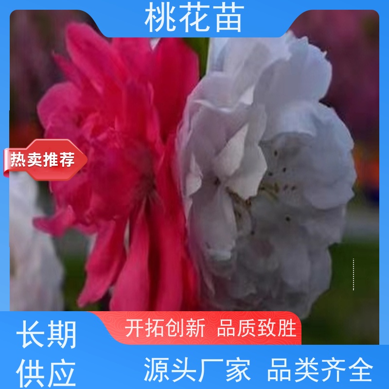 春丰苗木 5公分 风景桃花树 提供种植技术经验 树形优美 成活率高