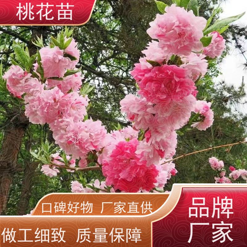 春丰苗木 树形优美 成活率高 规格齐全 欣赏桃花 桃树苗批发价格