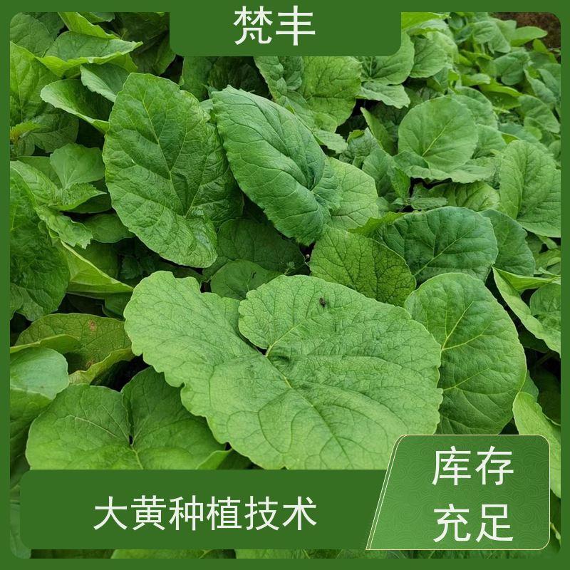梵丰 大黄专用除草剂 活抗虫害全国发货 欢迎来电洽谈