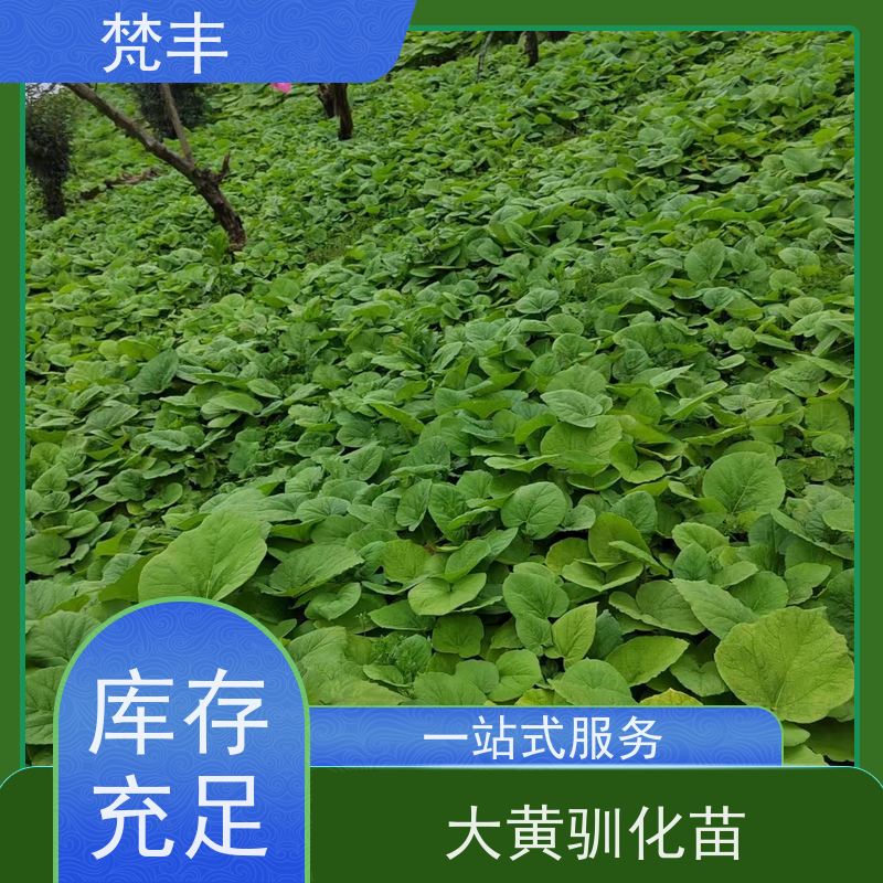 梵丰 大黄管理方法 成活率高 品质好 欢迎来电洽谈