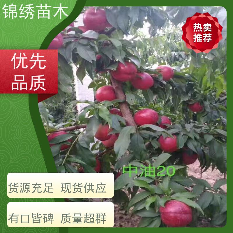 油蟠36-5桃树苗 早熟品种 糖度高硬度大 口感好产量高 自花授粉 易丰产