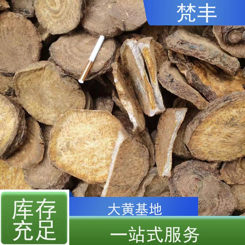 梵丰 大黄驯化苗 原产地 种植基地 长期供应 诚信经营