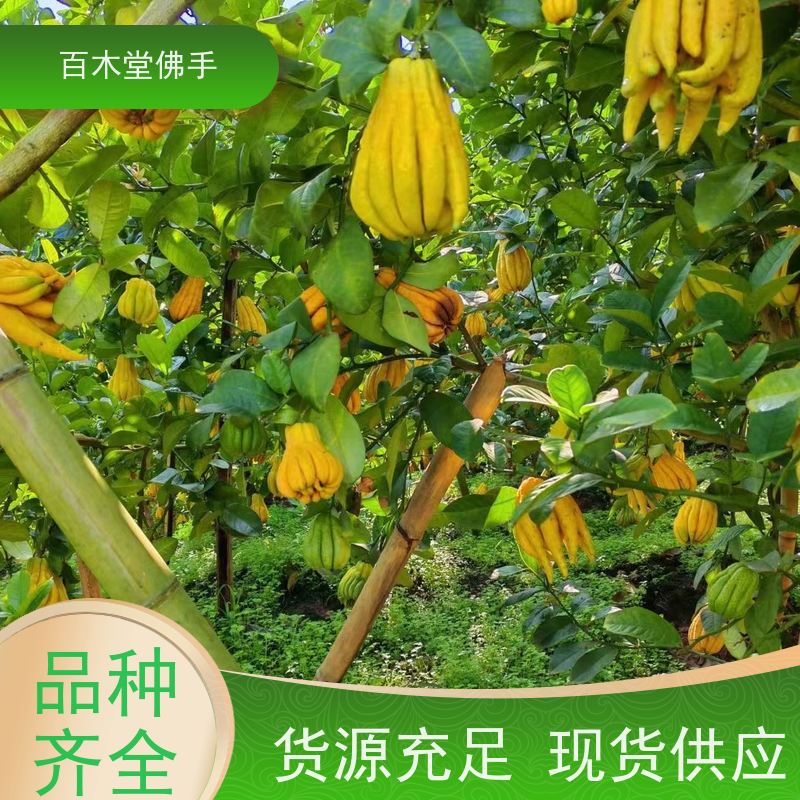 百木堂 川佛手苗 枝叶紧密 美丽多姿 园林景区栽植