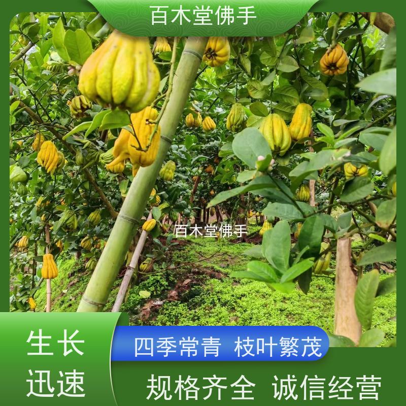 百木堂 广佛手苗 植株茂密 生长迅速 园林景区栽植