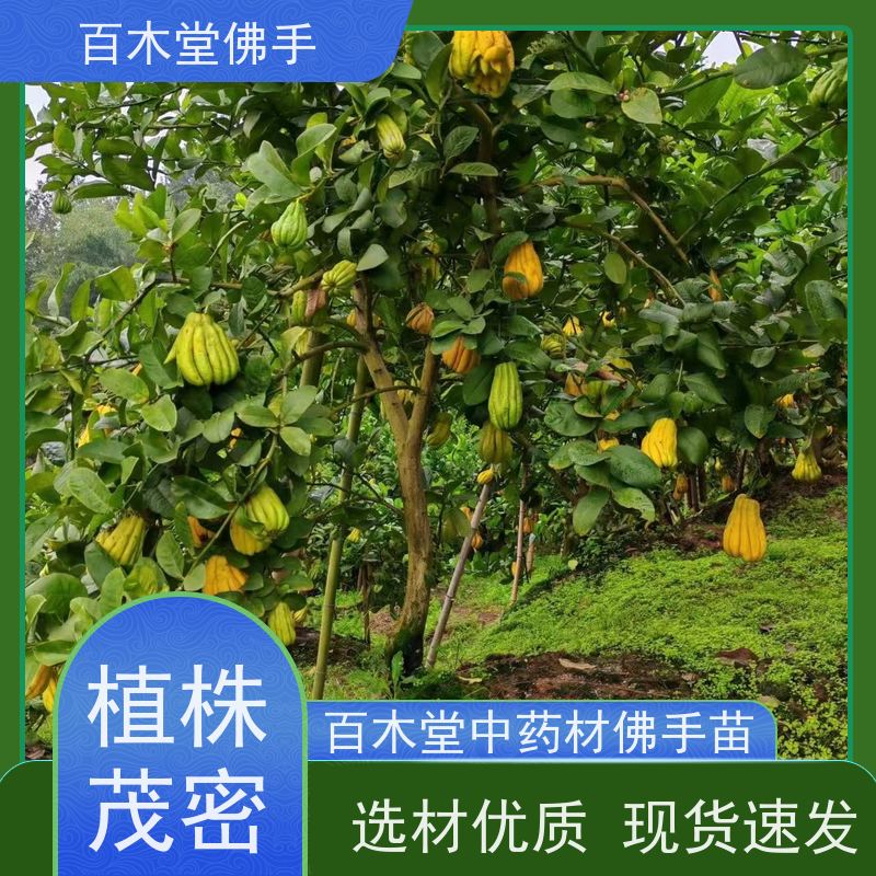 百木堂 川佛手苗 枝叶紧密 美丽多姿 道路绿化行道苗