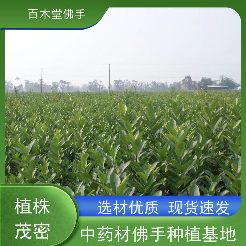 百木堂 川佛手苗 枝叶紧密 美丽多姿 中药材种植基地 