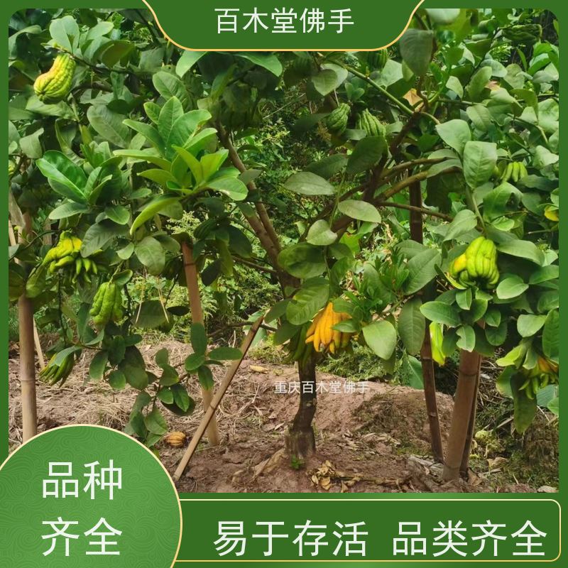 百木堂 佛手柑苗种植技术 枝叶紧密 美丽多姿 道路绿化行道苗