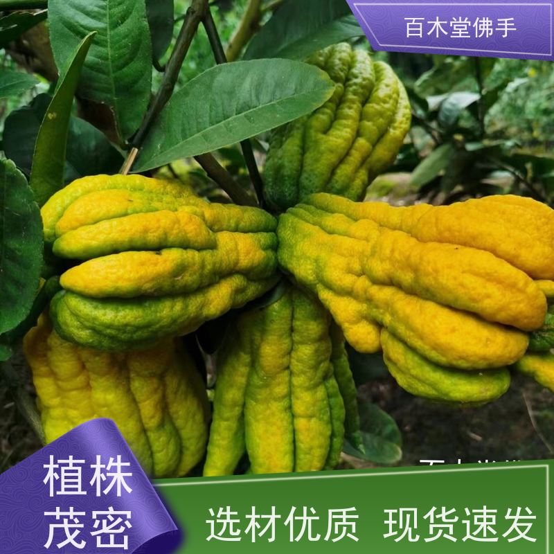 百木堂 川佛手苗种植技术 生长环境适应性强 用于庭院装饰