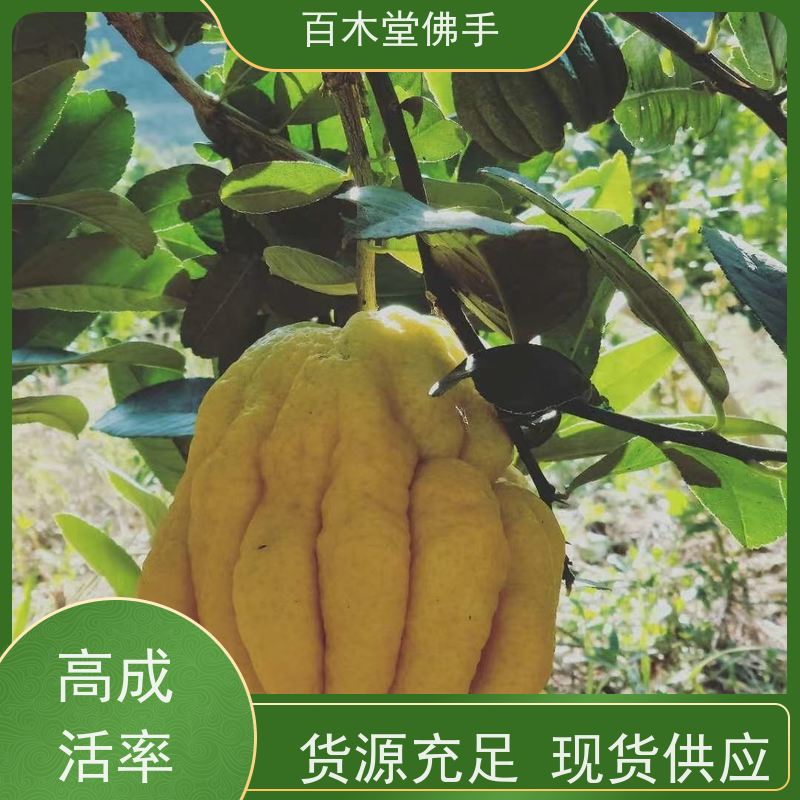 百木堂道路绿化行道苗佛手1号良种植株茂密 规格齐全