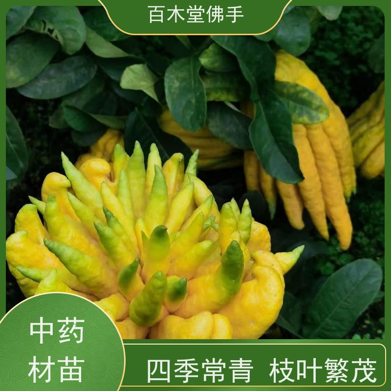 百木堂道路绿化行道苗柚子种植树形丰富 生长迅速