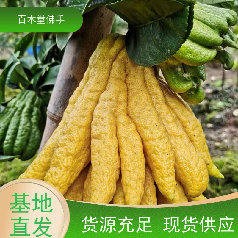 百木堂道路绿化行道苗枳壳种植高成活率 美丽多姿