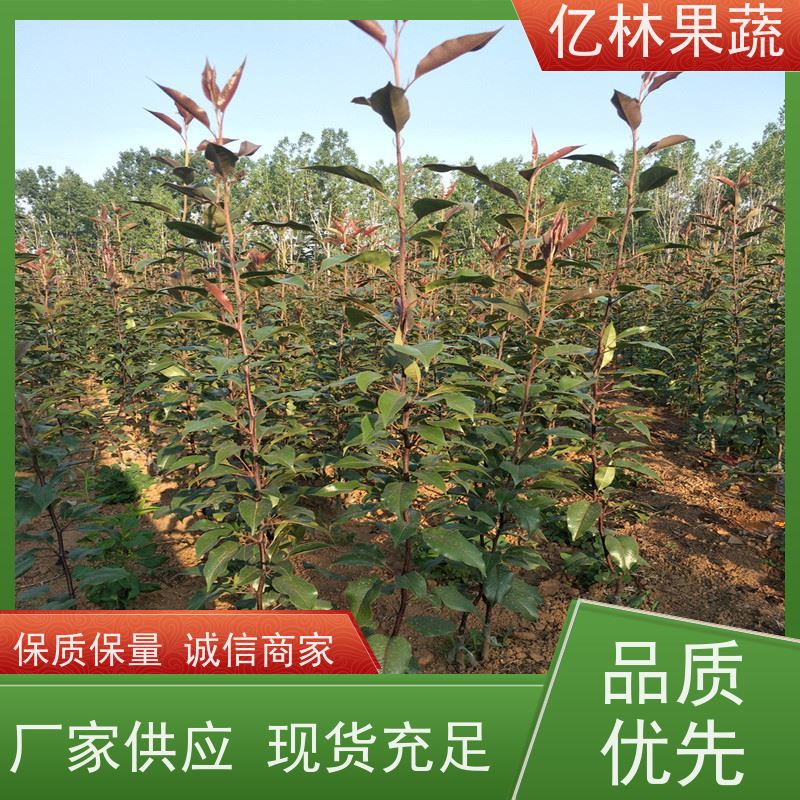 基地培育 黄桃苗 园林绿化果树苗 抗寒能力强 成活率高