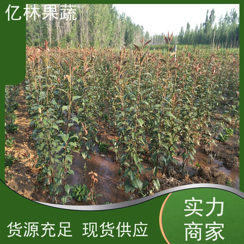 基地供应 油桃苗 园林绿化果树苗 抗寒能力强 根系饱满成活率高