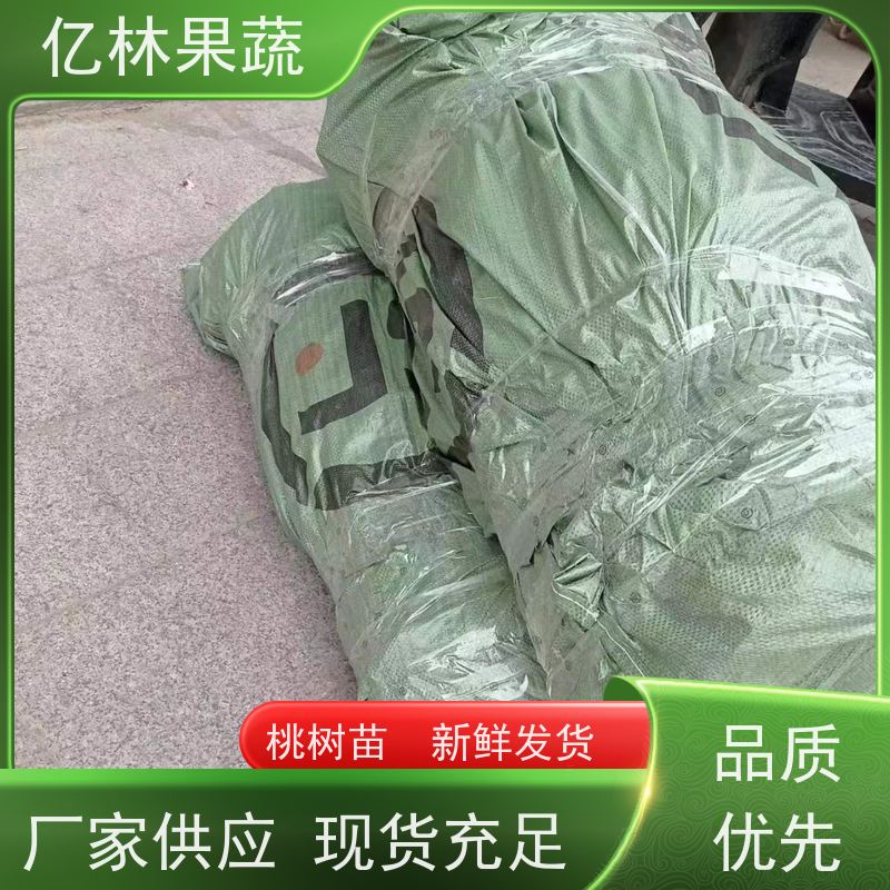 亿林苗木 冬桃苗 三公分现挖现发 品种齐全 成活率高