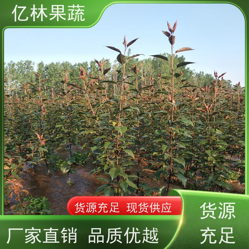 亿林苗木 晚熟桃树苗 三公分现挖现发 品种齐全 基地直发