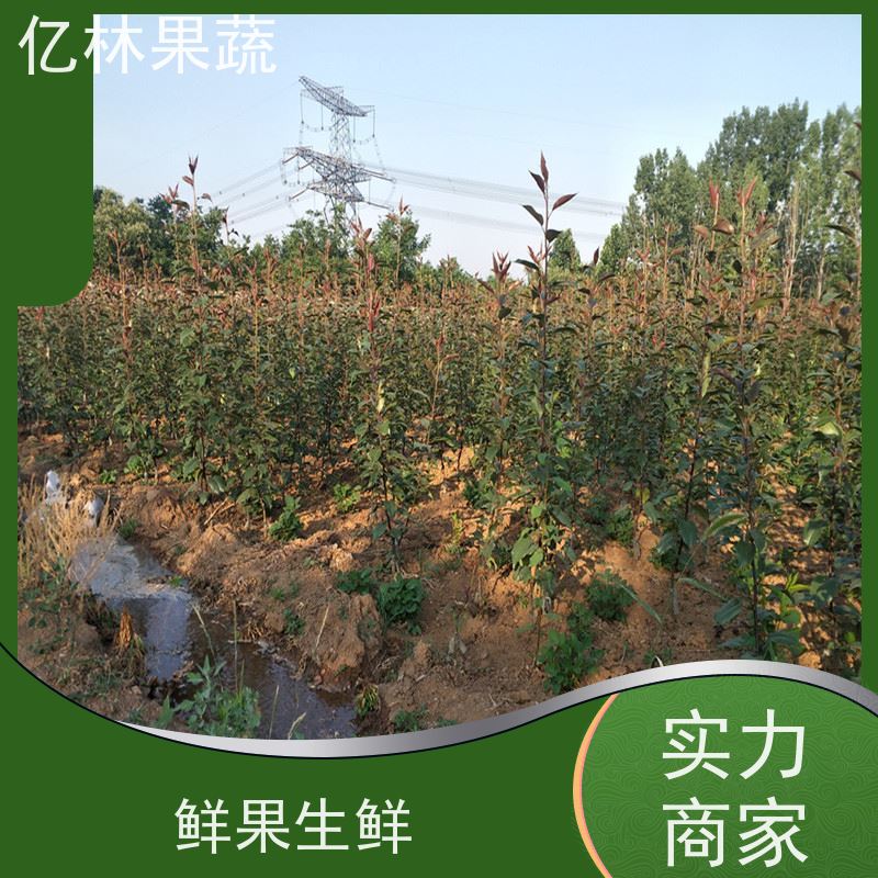 基地供应 黄桃苗 现挖现发 口感香甜 根系饱满成活率高