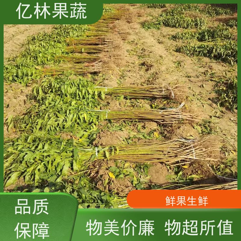 基地培育 秋彤桃 嫁接技术指导 抗寒能力强 易栽培桃树苗