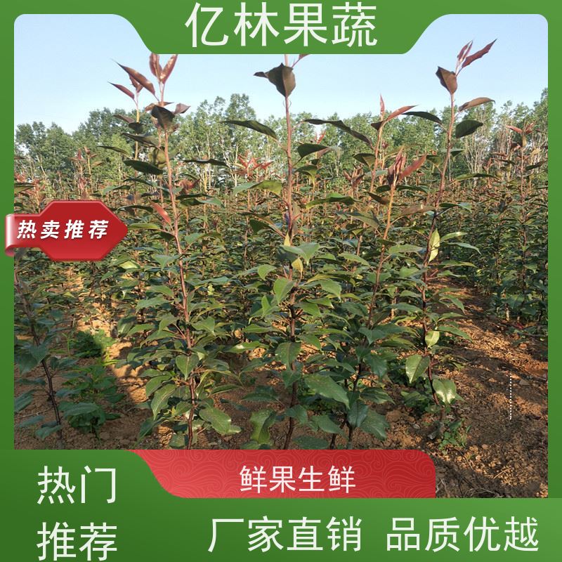亿林苗木 冬桃苗 桃树果苗批发 自家园林 根系饱满成活率高