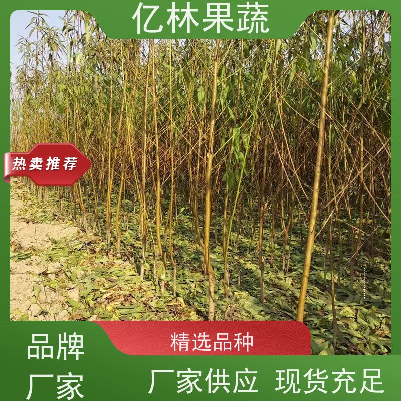 基地供应 黄桃苗 现挖现发 口感香甜 易栽培桃树苗