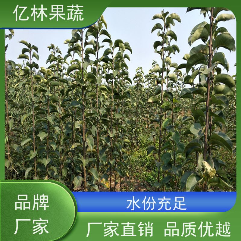 基地供应 冬桃苗 嫁接技术指导 抗寒能力强 易栽培桃树苗