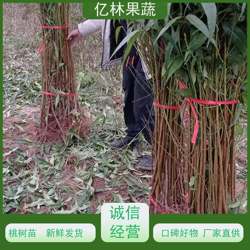 基地供应 秋彤桃 三公分现挖现发 品种齐全 根系饱满成活率高