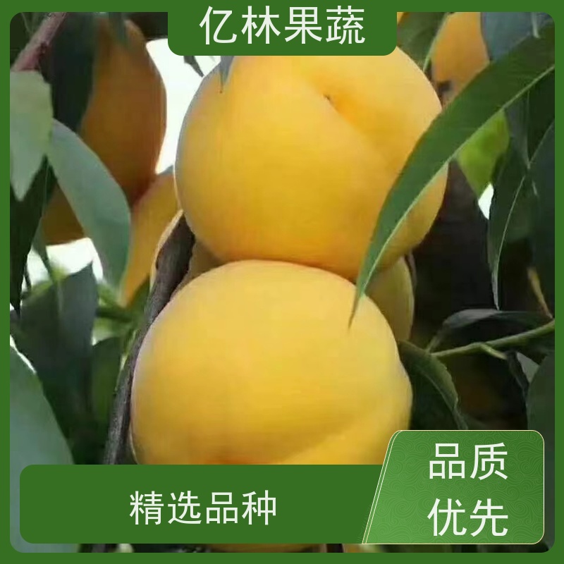 亿林苗木 油桃苗 三公分现挖现发 品种齐全 基地直发