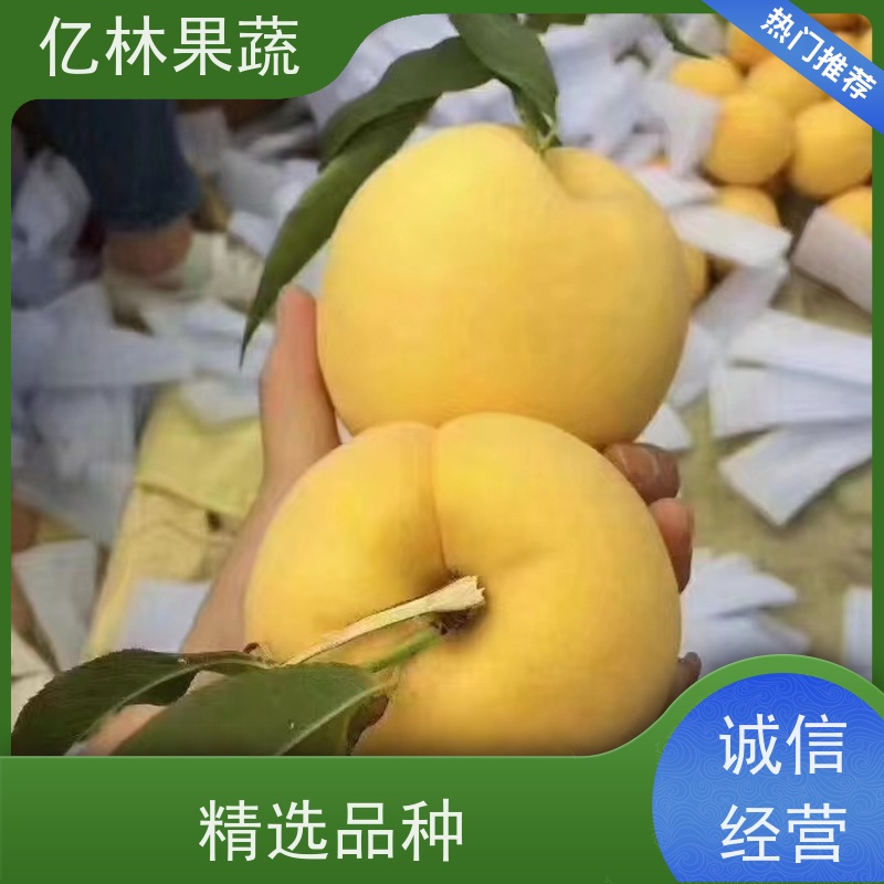 基地供应 桃树苗 三公分现挖现发 品种齐全 成活率高