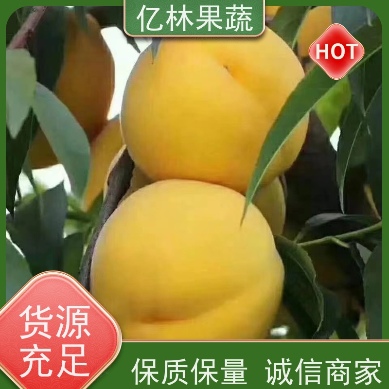基地培育 园林嫁接桃苗 三公分现挖现发 品种齐全 成活率高