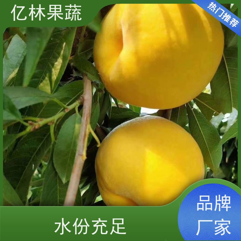 基地供应 黄桃苗 现挖现发新鲜 粗两公分 果实饱满味道好