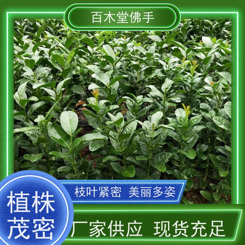 百木堂 四 川佛手苗 产量高 用途广泛 用于庭院装饰