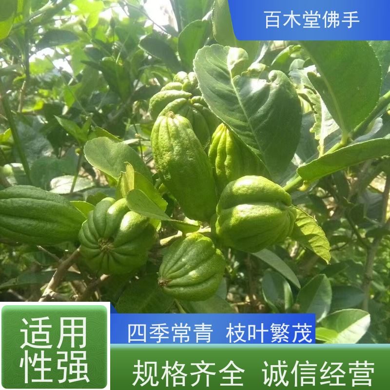 百木堂 万 州佛手 适用性强 规格齐全 用于室内外盆景