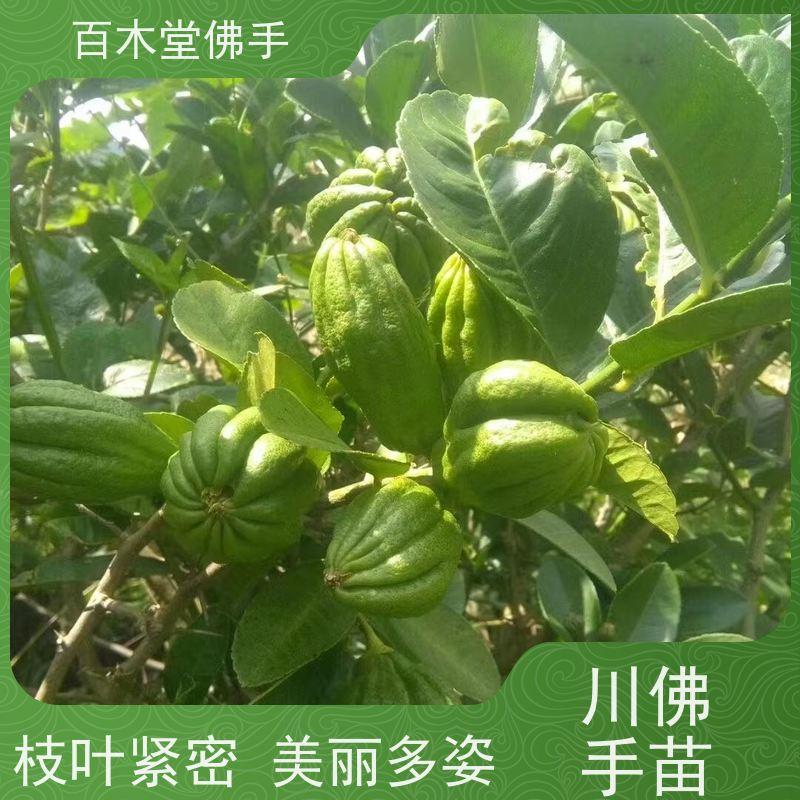 百木堂 四 川佛手苗 造型优美 易成活 用于室内外盆景