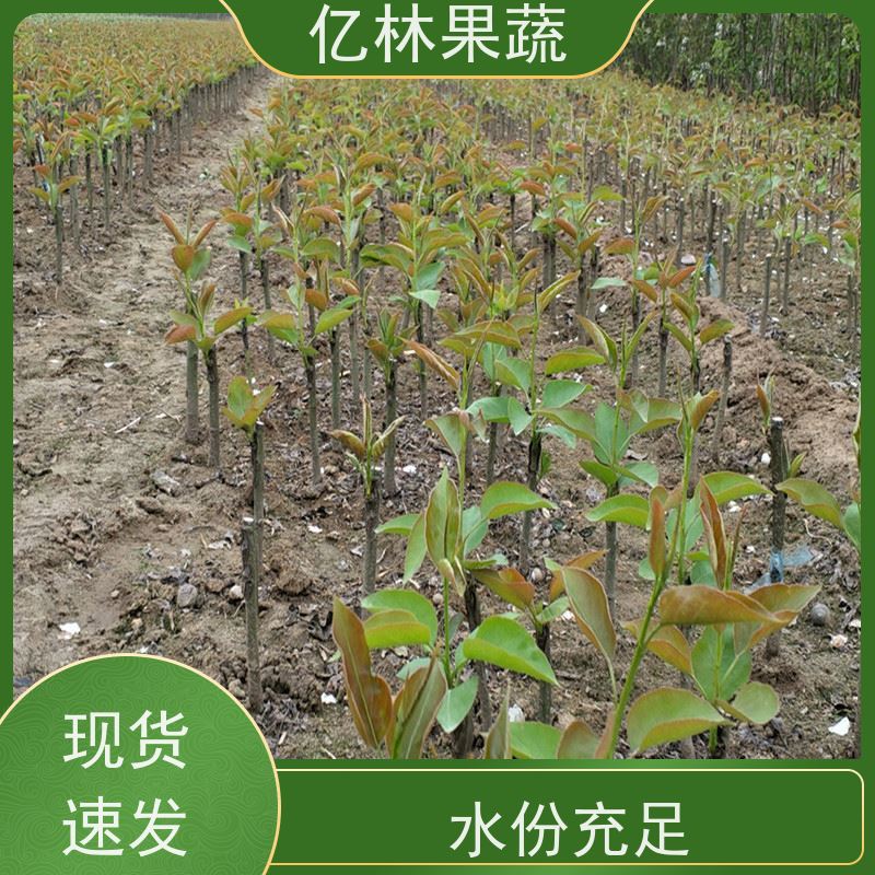 亿林苗木 冬桃苗 新品种挑苗 香甜可口 成活率高